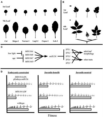 A Grand Challenge in Development and Evodevo: Quantifying the Role of Development in Evolution